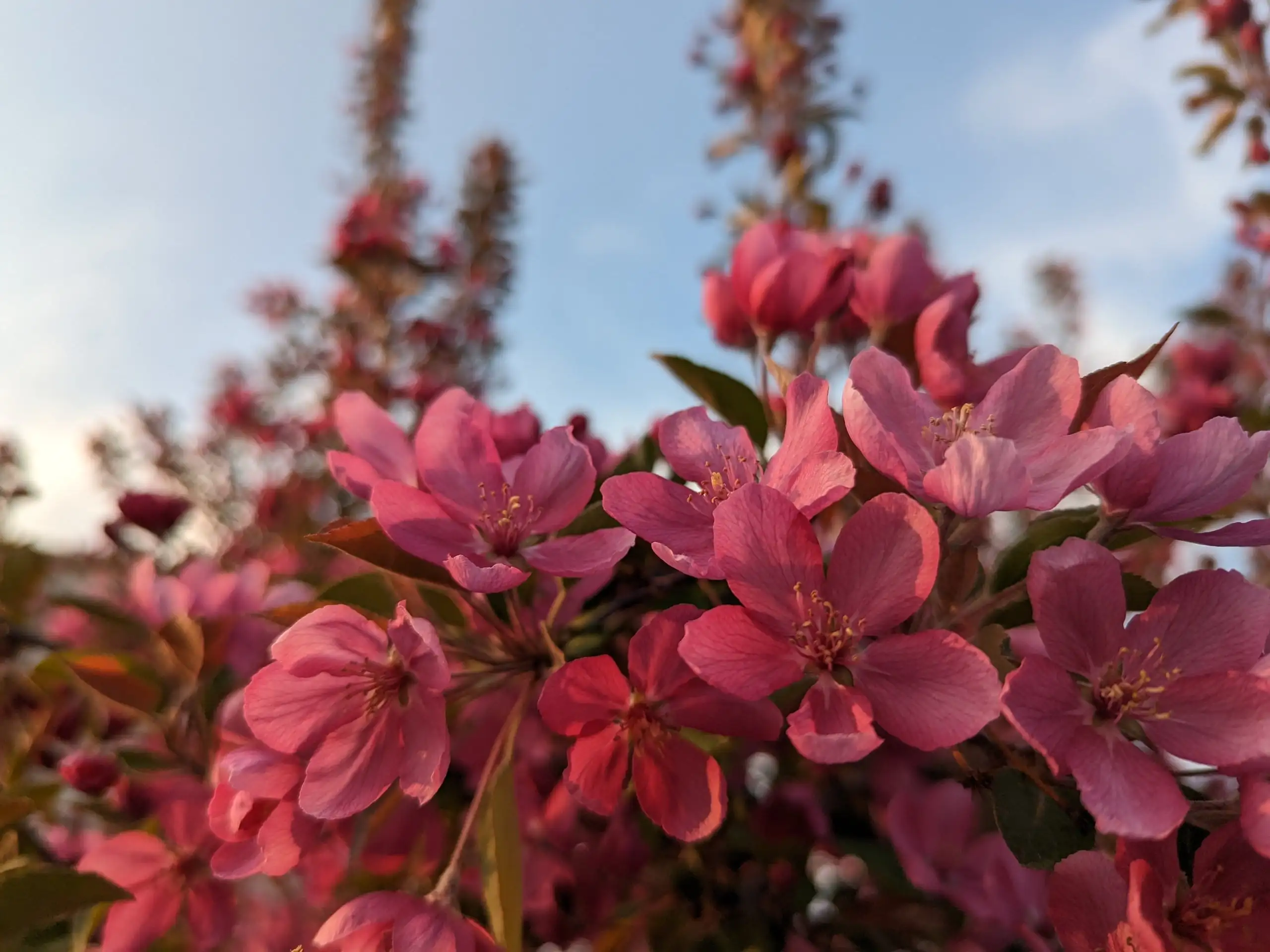 A photo of pink flowers on a tree taken by Andrew Mulert