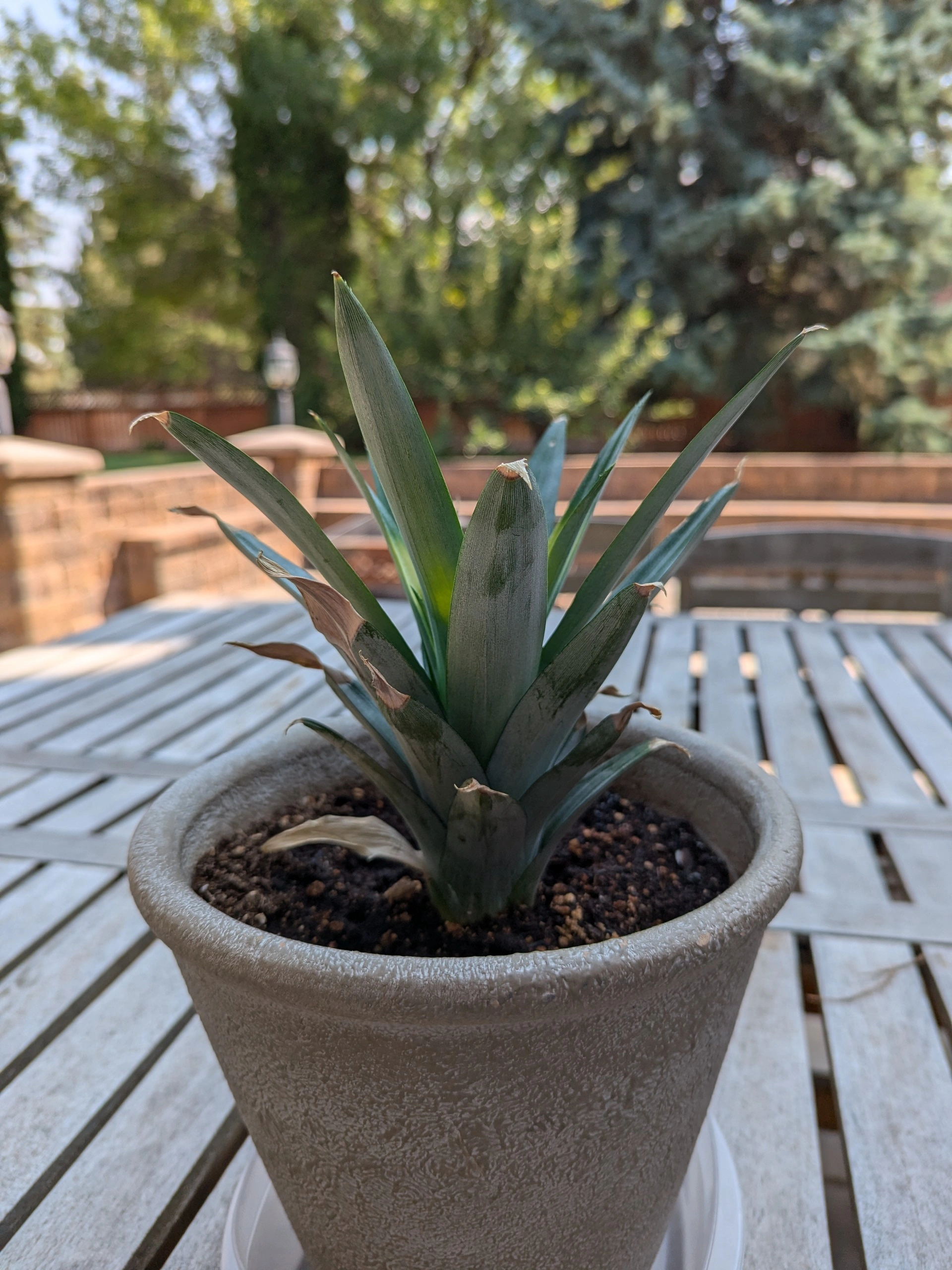 A photo of Jonathan the Pineapple Plant sitting on a table outside taken by Andrew Mulert