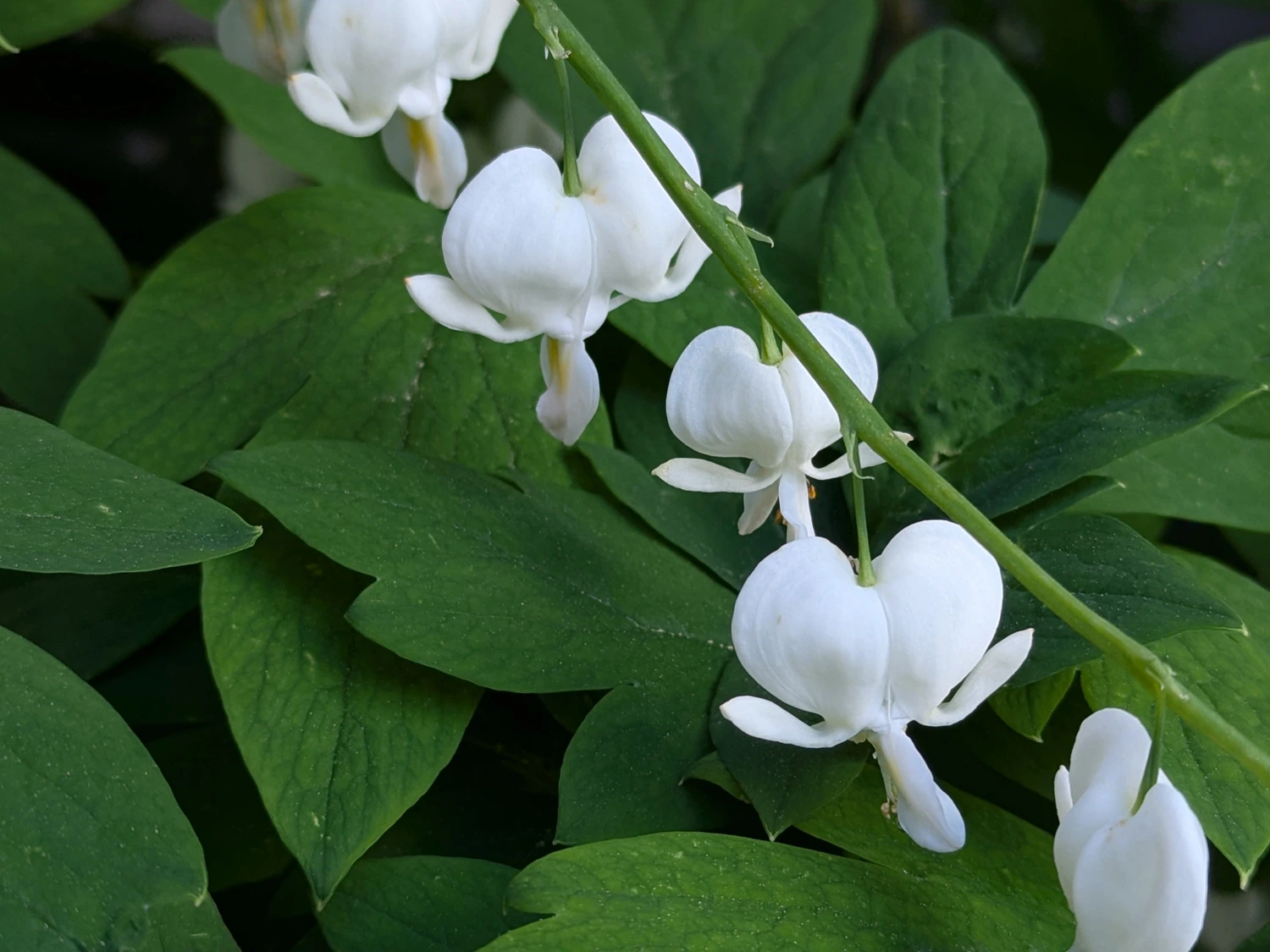 A photo of white flowers on a green background by Andrew Mulert